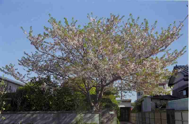 葉桜