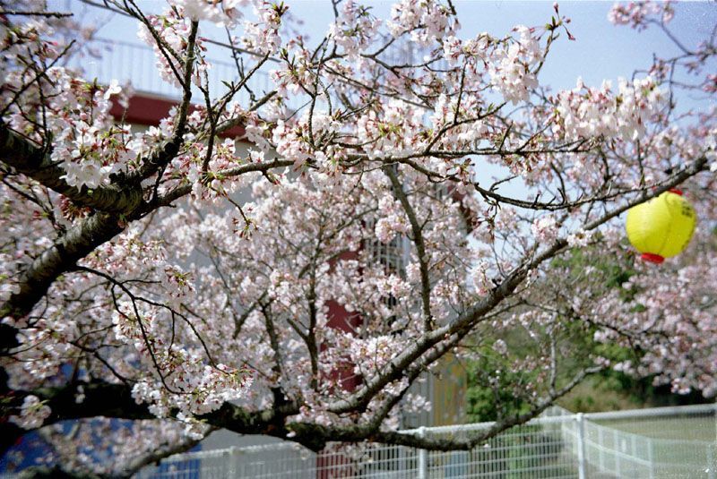 甘木山の桜・その壱