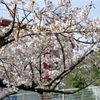 甘木山の桜・その壱