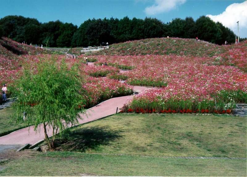 今は無き佐賀県佐里のコスモス遊園にて・・・