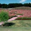 今は無き佐賀県佐里のコスモス遊園にて・・・