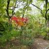 延命公園の秋２