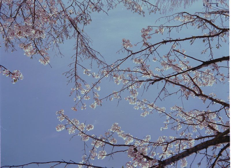 甘木山の桜