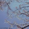 甘木山の桜