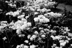 SummerFlower02