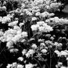 SummerFlower02