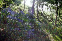 ヒゴタイ公園のアジサイ