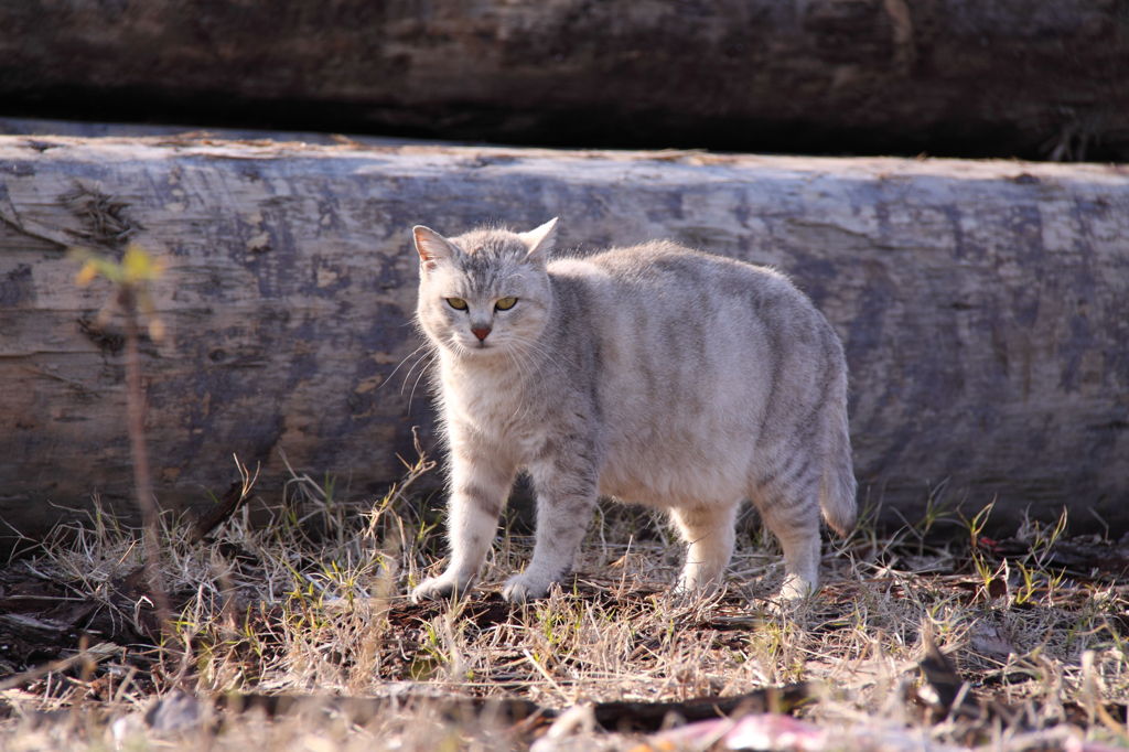 猫