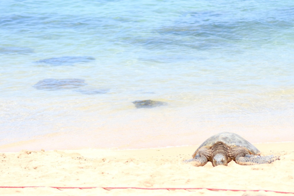 Honu