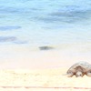 Honu