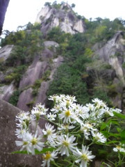 白き花と聳える岩山