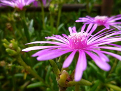 庭の花
