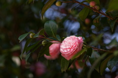 DSC00410