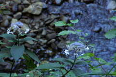PICT0334