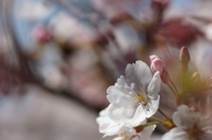 桜の向く方