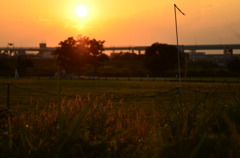 ネコじゃらしと夕日