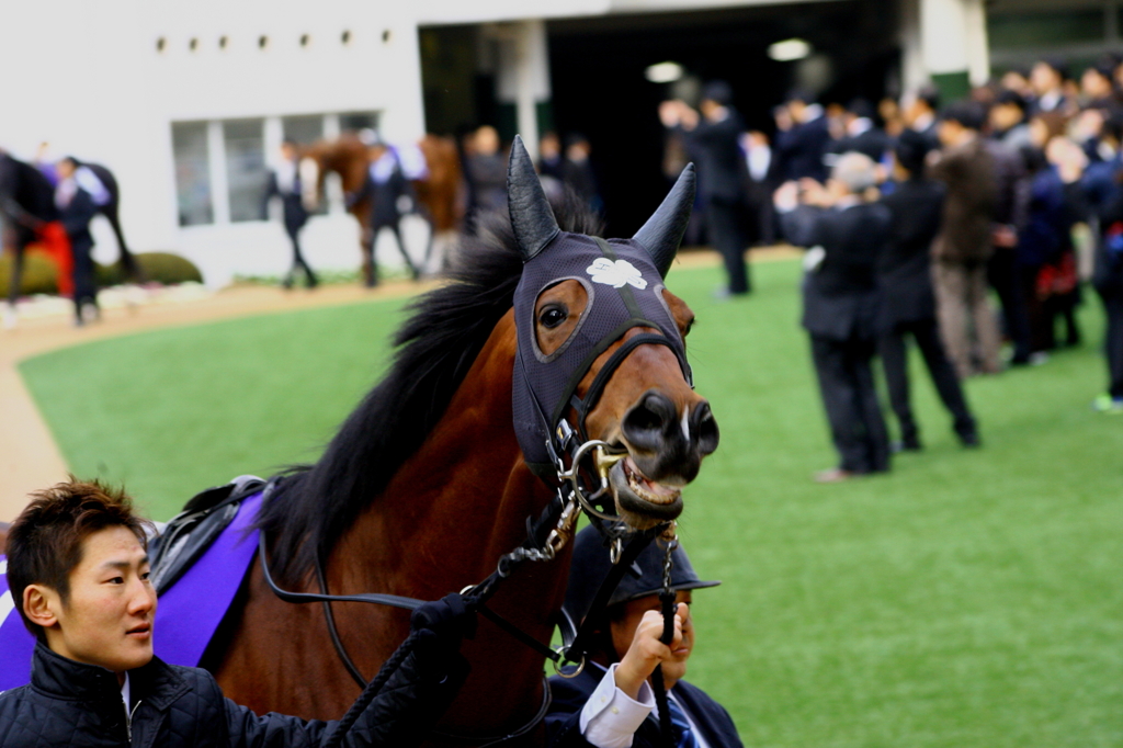 ２０１２有馬記念　ダイワファルコン