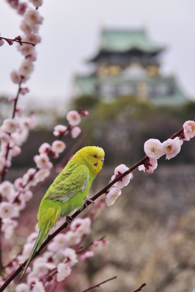 梅にはやっぱりウグイ......じゃない？！