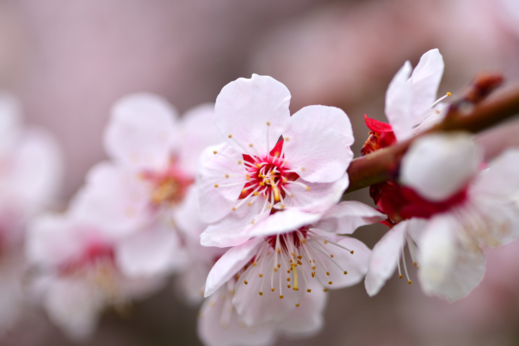 桜の白華