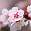 桜の白華