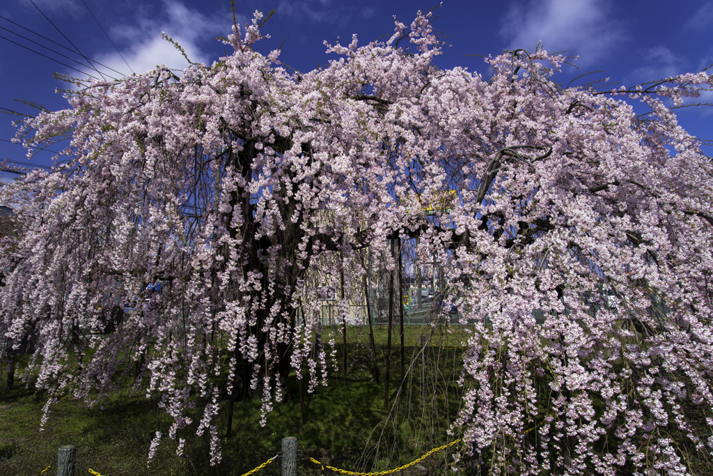 枝垂れ桜