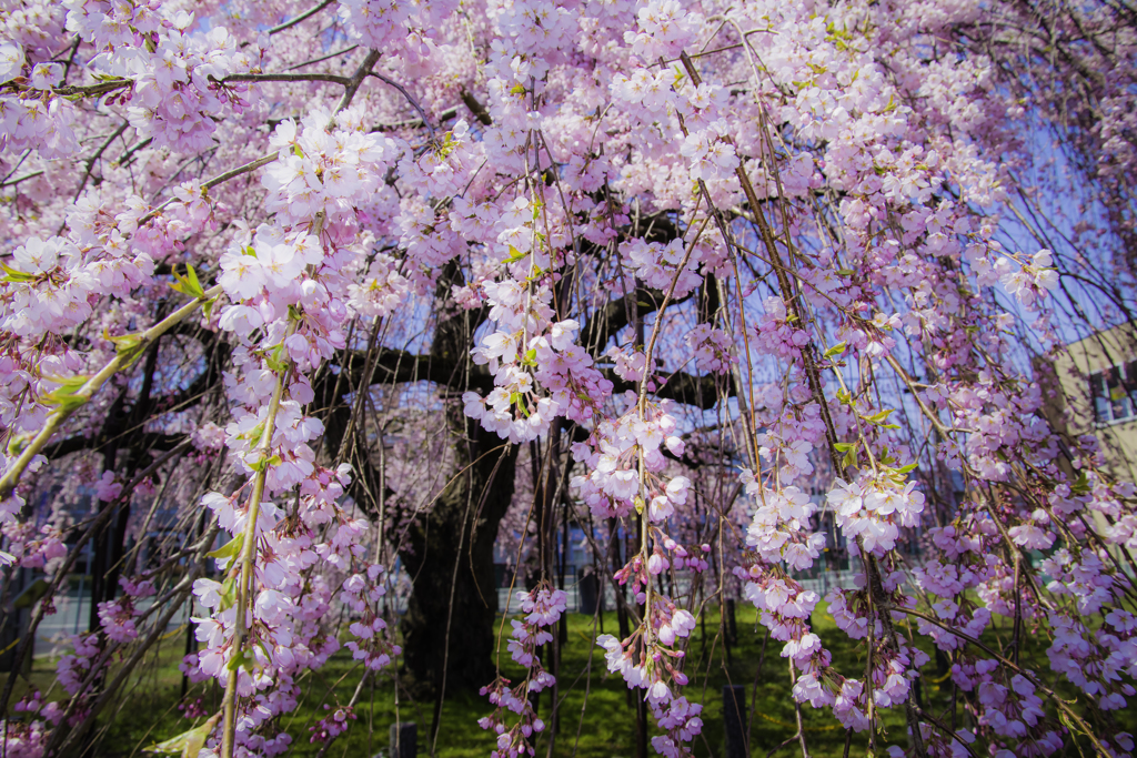 桜のシャワー