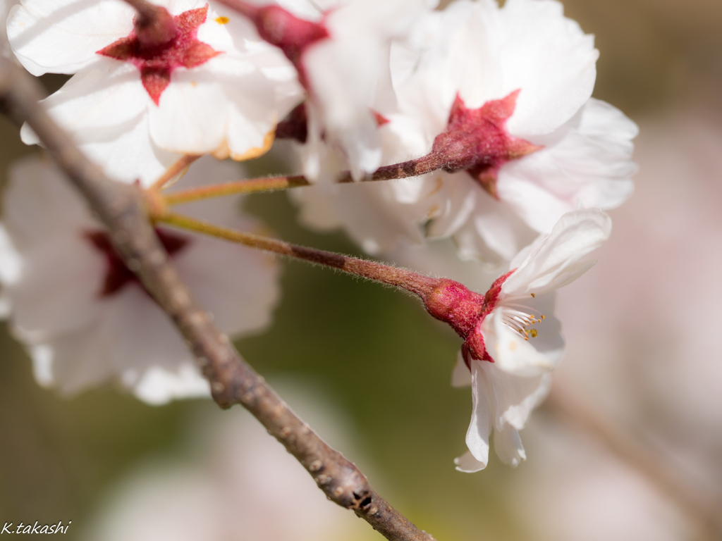 花桜
