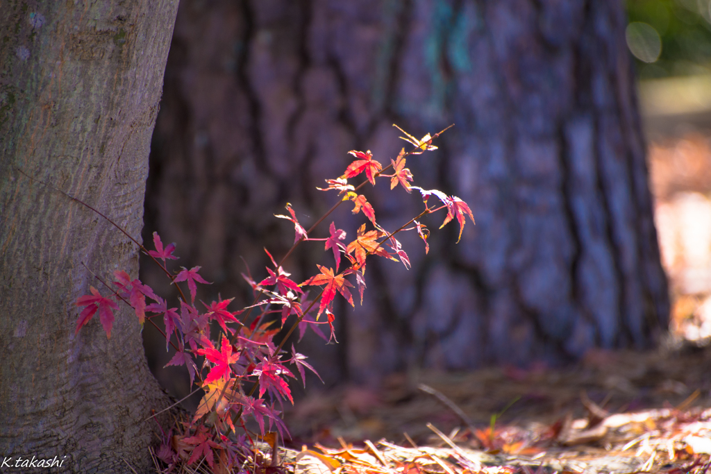 小さな紅葉