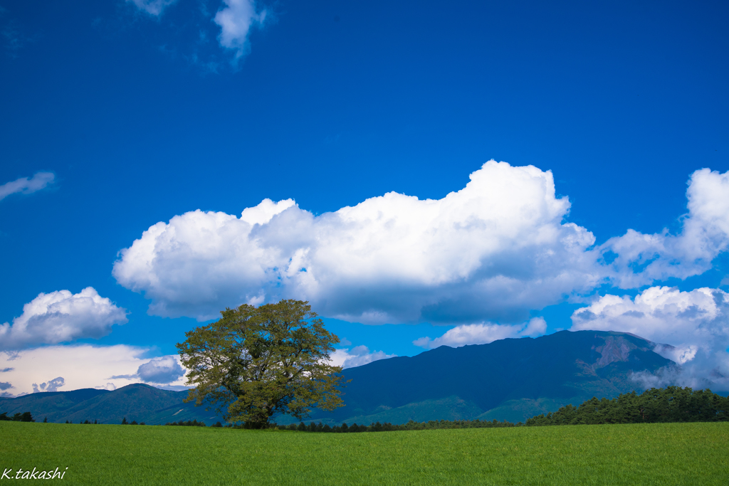 小岩井の一本桜（秋）