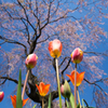 枝垂れ桜とチューリップ