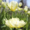 ふんわりチューリプ