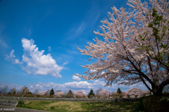 桜が咲く公園