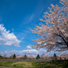 桜が咲く公園