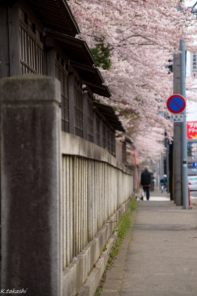 さくら道