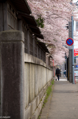 さくら道