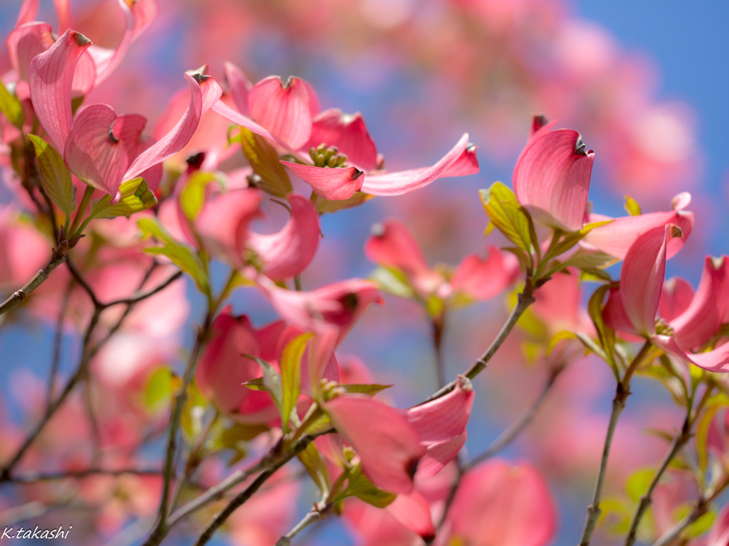 花水木