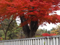 神社のもみじ