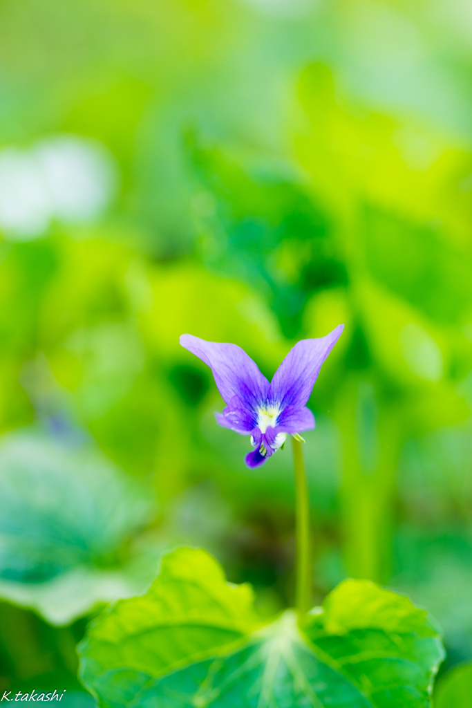 スミレの花