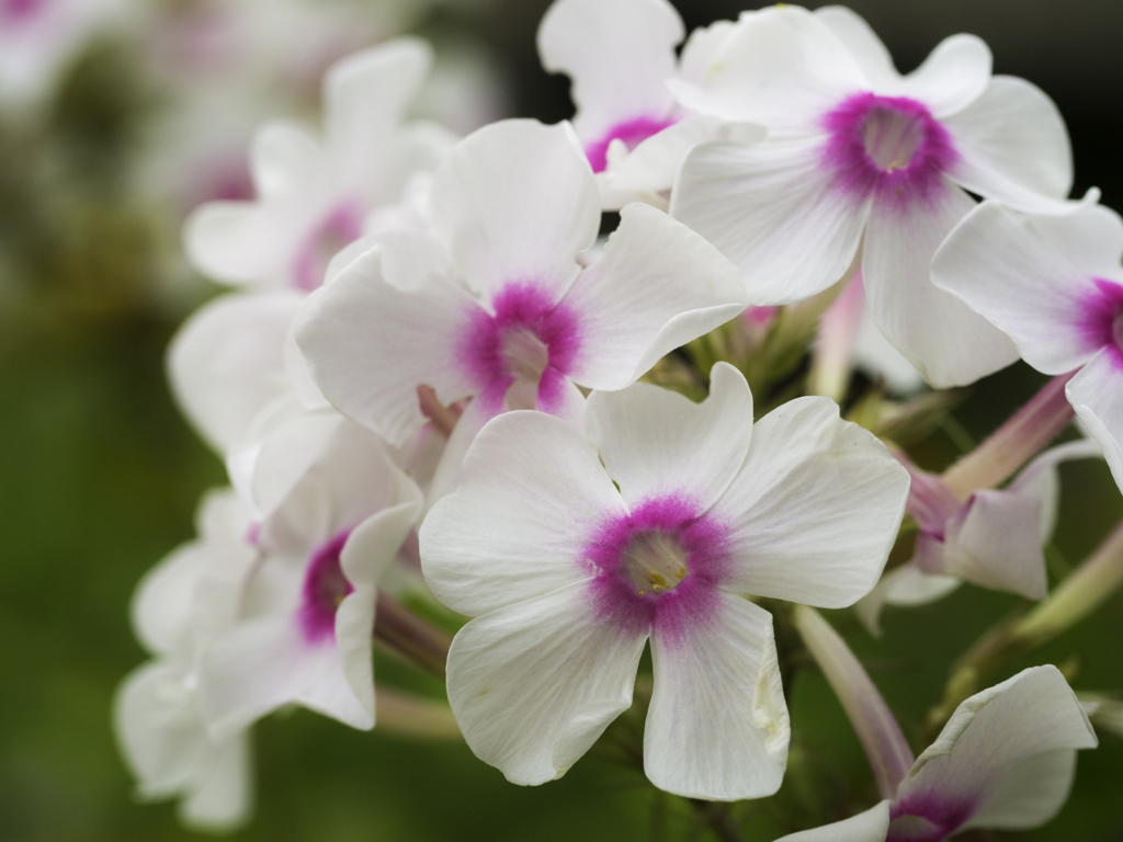 白とピンクの花梨な花