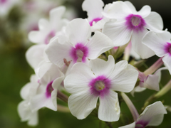 白とピンクの花梨な花
