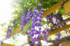 朝日に惚ける藤の花