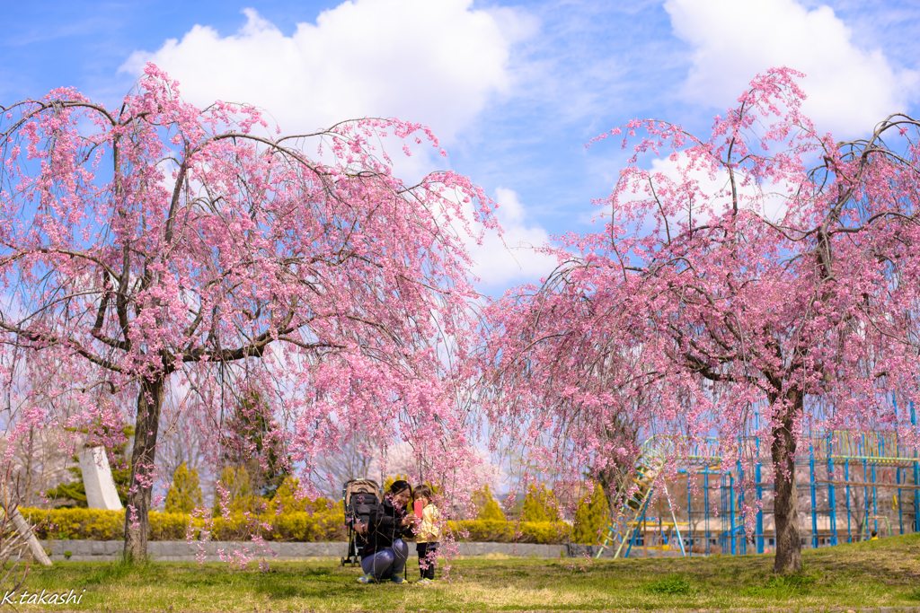 しだれ桜と母子