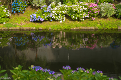 両岸の紫陽花