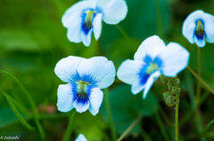 すみれの花