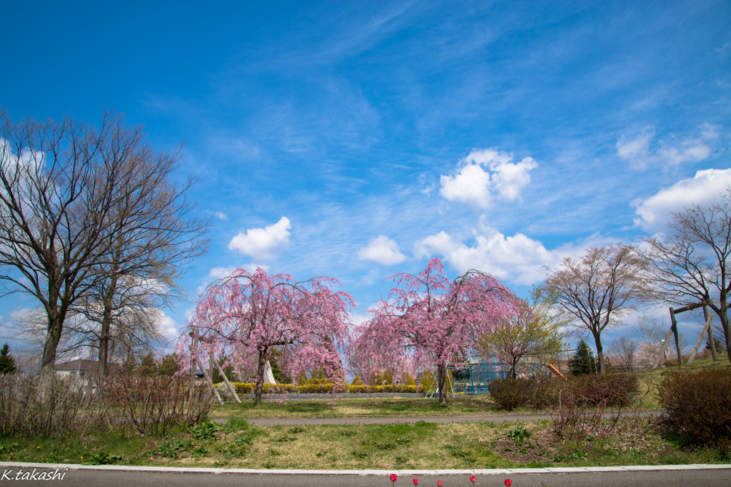 しだれ桜の咲く景色