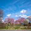 しだれ桜の咲く景色