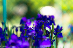 ５月