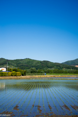田植えの後