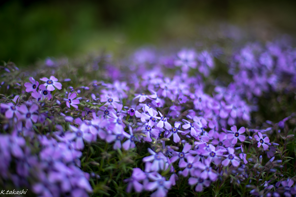 芝桜