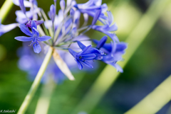 打ち上げ花火？